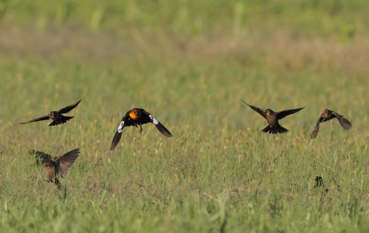 An adult male Yellow-headed Blackbird in St. Mary's Co., Maryland (10/17/2010). A great find by Patty Craig. An adult male Yellow-headed Blackbird in St. Mary's Co., Maryland (10/17/2010). A great find by Patty Craig. Photo by Bill Hubick.