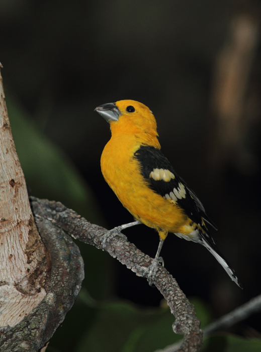 Yellow Grosbeak - Rainforest exhibit at the National Aquarium (12/31/2009). Photo by Bill Hubick. Yellow Grosbeak - Rainforest exhibit at the National Aquarium (12/31/2009). Photo by Bill Hubick.